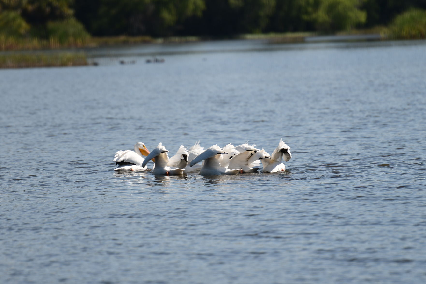 The Return of the Pelicans